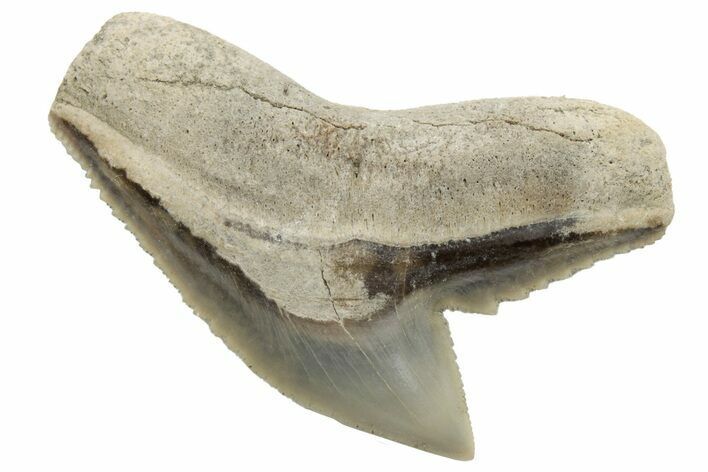 Fossil Tiger Shark (Galeocerdo) Tooth - Aurora, NC #237994